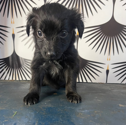 Puppy # 1