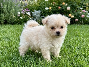 Maltese – Korea Maltise – Dubai