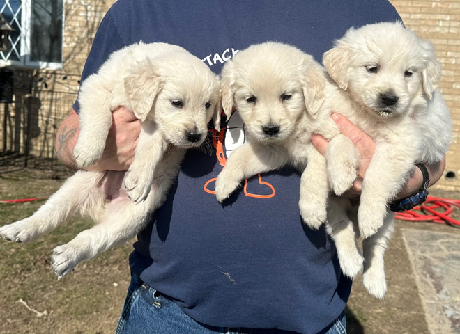Golden Retriever – AKC Golden Retriever pups