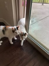 American Shorthair – pet rehome