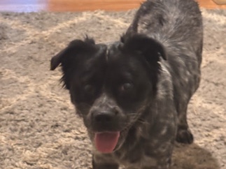 Labrador Retriever – Energetic Theo – Jacksonville