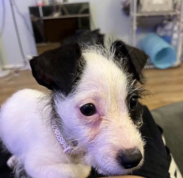 Jack Russell Terrier – 16 week old Jack Russell Terrier for sale