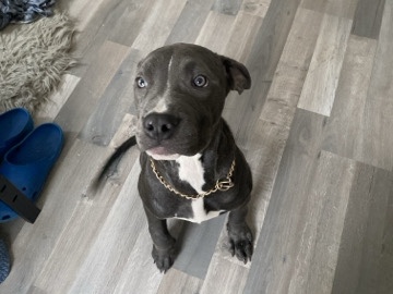 Cane Corso – Cane corso/Pitbull Mix, 4 months old.