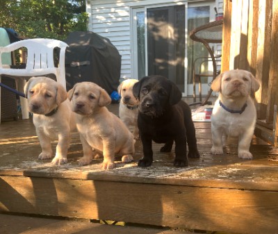 Labrador Retriever – Beautiful Labrador Puppies - 7th generation family dogs – Quincy