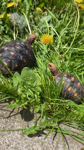 Two Red Footed Tortoises and Full set up