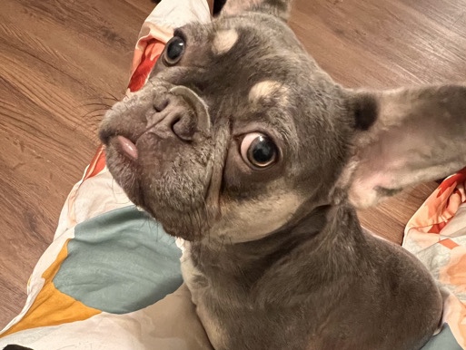 Bulldog – Frenchie dog