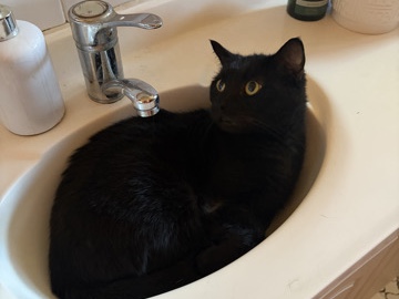 Bombay – Bombay Cat – Bundaberg South