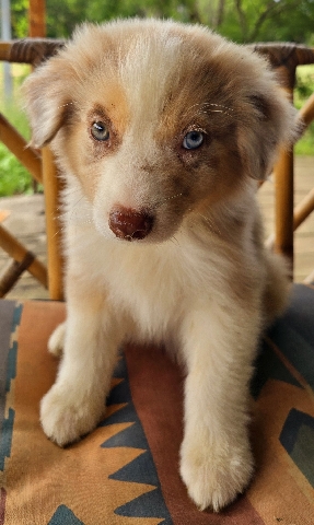 Australian Shepherd – AKC Australian Shepherd Puppies Red-Merle Male
