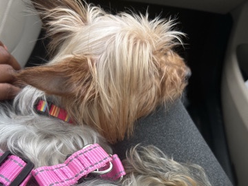 Yorkie Poo – yorkie – Decatur