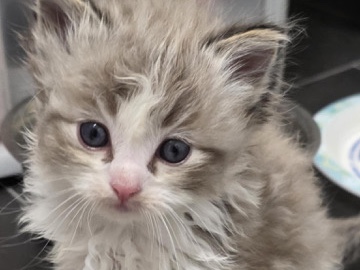 Ragdoll – 2 Ragdoll Male Kittens – Perth