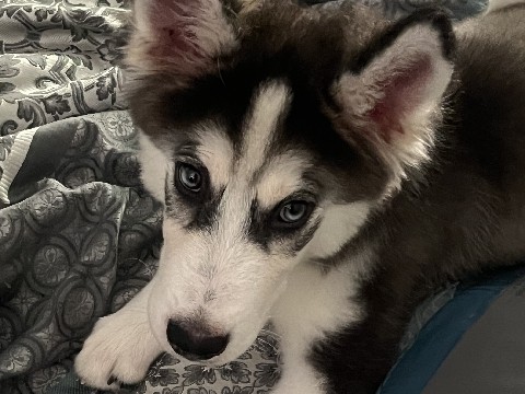 Siberian Husky – Husky puppy – Decatur