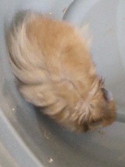 Any – Syrian Hamsters