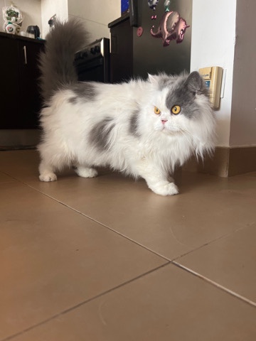 Persian (Modern) – For adoption