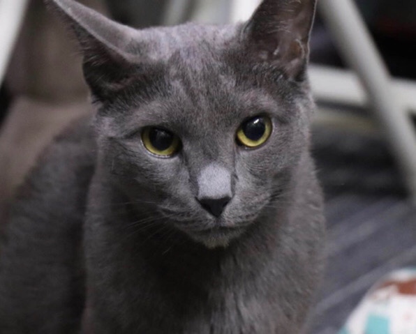 Russian Blue – Russian blue