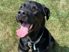 Labrador Retriever – Dolphin – Cleveland