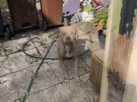 American Pit Bull Terrier – 🐾 Meet Genkai – Looking for Her Forever Home 🐾 – Wolverhampton