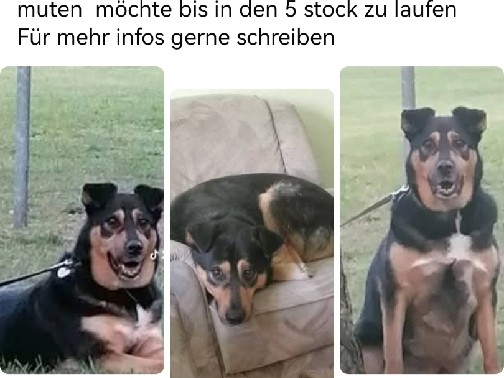 Standard Schnauzer - Hund in liebevolle Hände abzugeben available for adoption in Schwerin