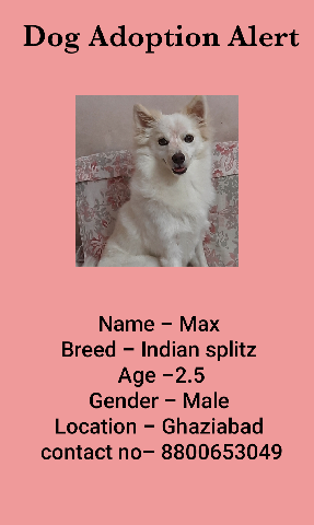 Indian Spitz – adoption alert