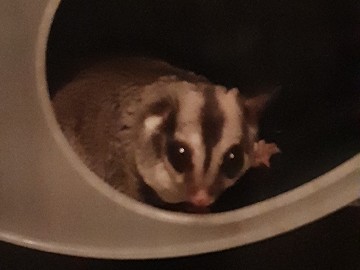 Sugar Glider – sugar glider – Mitchell