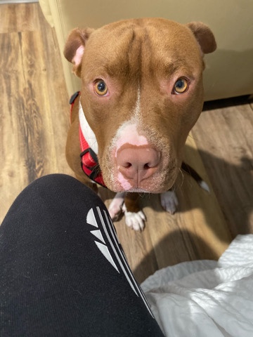 red nose pit bull