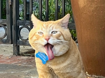 American Shorthair – High on Life "Catino" – Irvine