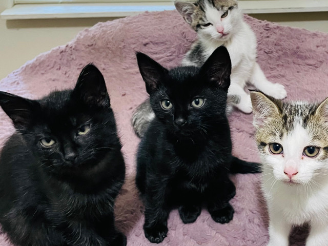 kittens
