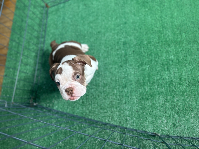 Olde English Bulldogge – eb pups