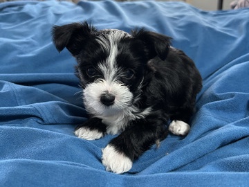 Yorkshire Terrier - Yorkie puppies  available for adoption in Greensboro