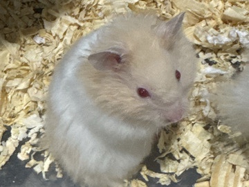 Hamster – Hámsters sirios de pelo largo en venta – Baltimore