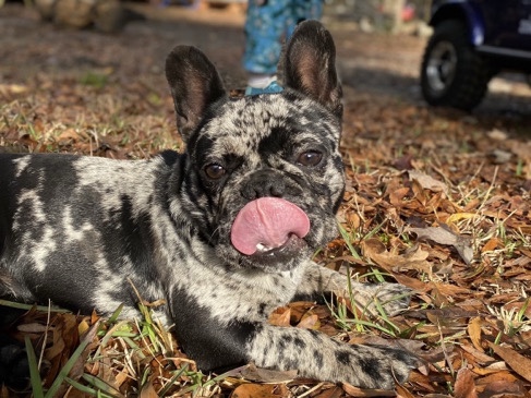 French Bulldog – Male Purebred French Bulldog Available — Well-Raised & Friendly – Lucedale