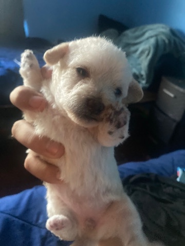 Fluffy nice