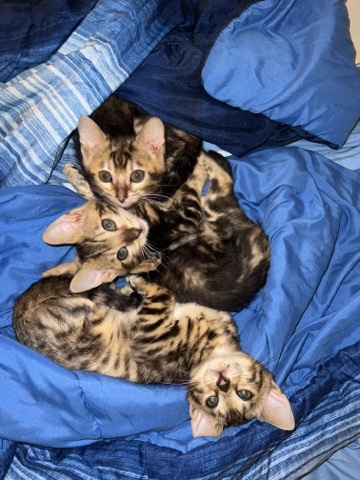 Bengal – F2 bengals