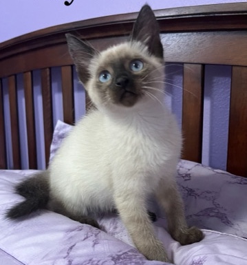 Siamese – Siamese kittens