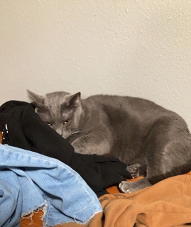 Jasper the Cat