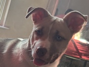 Mixed Breed – I Need new home . – Hampton