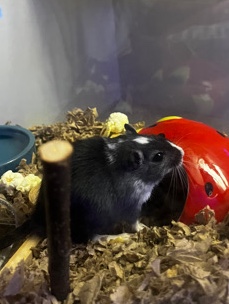 2 Male Gerbils