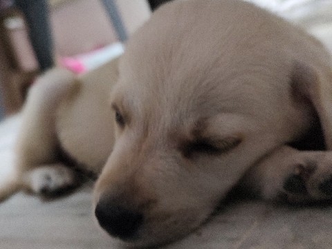 Labrador Retriever – Labrador puppy