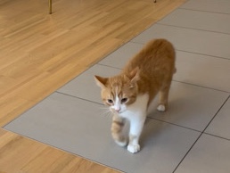 Katze