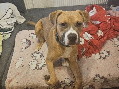 Bull and Terrier – Hund in lebvolle Hände abzugeben