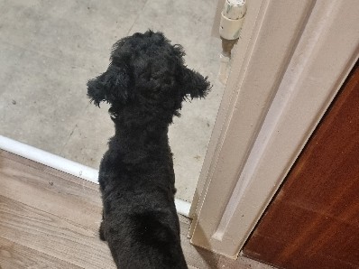cockapoo – Sheffield