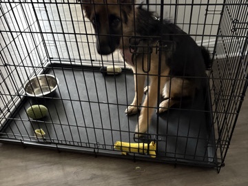 German Shepherd – German Shepherd Puppy – Blythewood