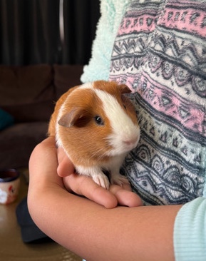 2 Adorable Guinea Pigs + Cage/Food