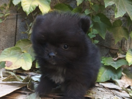 Pomeranian – Pomerania toy negro – Mataró
