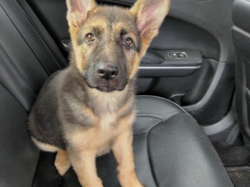 German Shepherd – girl puppy (full breed) – Inman