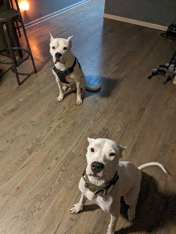 Dogo Argentino – Dogo Argentino puppy