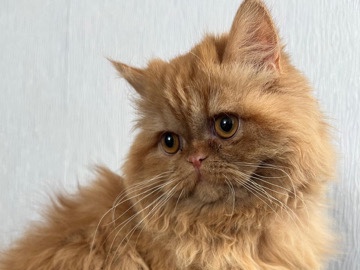 British Longhair – Liebe lulu sucht ein neues Zuhause – Gladbeck