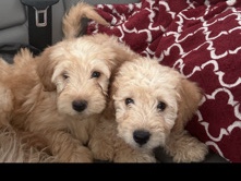 Goldendoodle – mini goldendoodle schaunzer – North Las Vegas