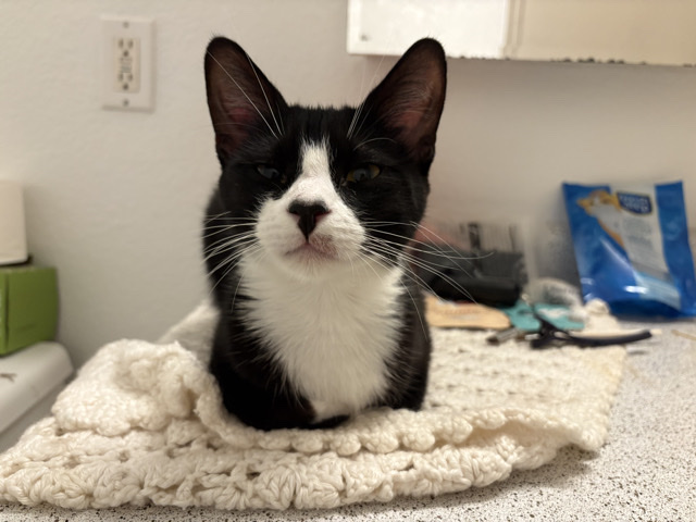 Cute teenage kitten girl – Tucson