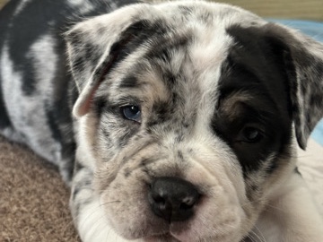 Merle bully for sale