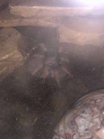Mexican red leg